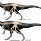 Skeletal reconstructions of the two nearly complete specimens, with missing parts shown in grey.